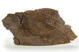 Fossil Hadrosaur (Edmontosaurus) Scapula Section - Wyoming #316891-1